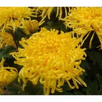 菊花-菊花的功效作用与方剂-上品